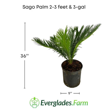 Sago Palm Tree in 3 gal container 3 feet tall